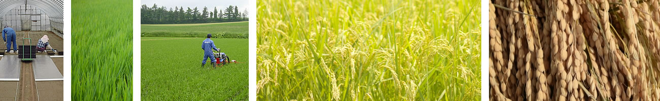 美味しいお米がとれる田んぼ 美味しいお米を作る農家 仕入へのこだわり